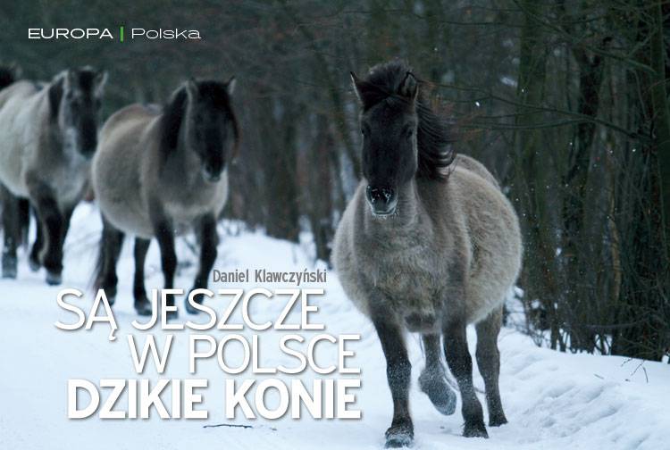 Są jeszcze w Polsce dzikie konie
